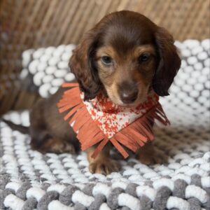 Toby